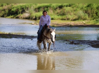 Caballo cuarto de milla, Caballo castrado, 11 años, Tordo