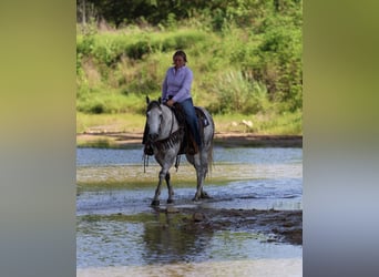 Caballo cuarto de milla, Caballo castrado, 11 años, Tordo