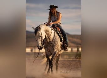 Caballo cuarto de milla, Caballo castrado, 11 años, Tordo