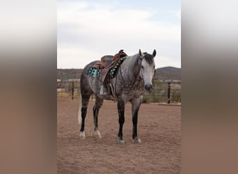 Caballo cuarto de milla, Caballo castrado, 11 años, Tordo