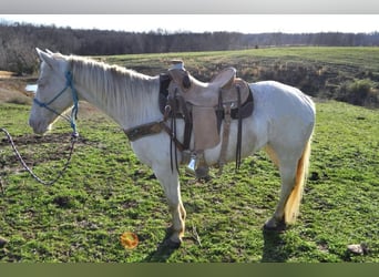 Caballo cuarto de milla, Caballo castrado, 11 años, White/Blanco