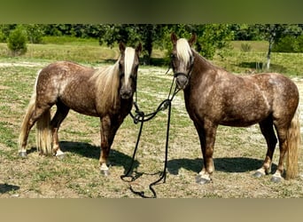 Caballo cuarto de milla, Caballo castrado, 12 años, 122 cm, Castaño