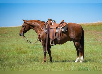 Caballo cuarto de milla, Caballo castrado, 12 años, 142 cm, Alazán-tostado