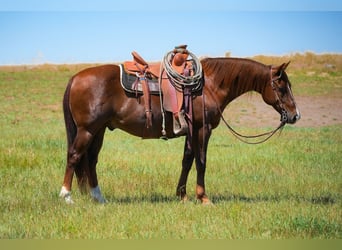 Caballo cuarto de milla, Caballo castrado, 12 años, 142 cm, Alazán-tostado