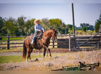 Caballo cuarto de milla, Caballo castrado, 12 años, 142 cm, Alazán-tostado