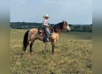 Caballo cuarto de milla, Caballo castrado, 12 años, 142 cm, Buckskin/Bayo