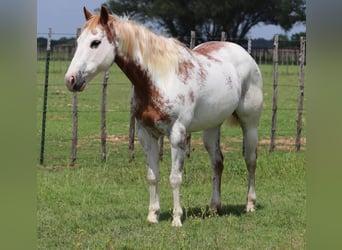 Caballo cuarto de milla, Caballo castrado, 12 años, 142 cm, Overo-todas las-capas