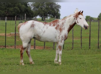Caballo cuarto de milla, Caballo castrado, 12 años, 142 cm, Overo-todas las-capas