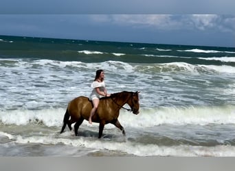 Caballo cuarto de milla, Caballo castrado, 12 años, 142 cm, Red Dun/Cervuno