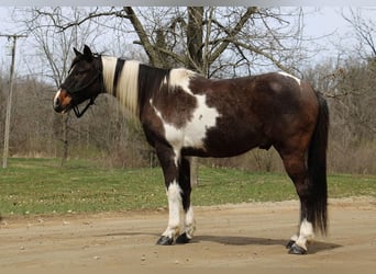 Caballo cuarto de milla, Caballo castrado, 12 años, 142 cm, Tobiano-todas las-capas