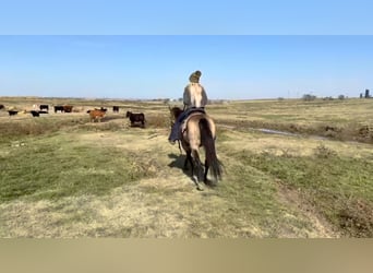Caballo cuarto de milla, Caballo castrado, 12 años, 145 cm, Buckskin/Bayo