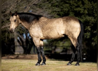 Caballo cuarto de milla, Caballo castrado, 12 años, 145 cm, Buckskin/Bayo