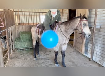 Caballo cuarto de milla, Caballo castrado, 12 años, 145 cm, Buckskin/Bayo