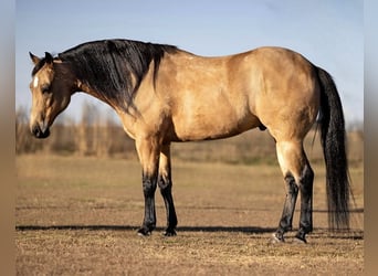 Caballo cuarto de milla, Caballo castrado, 12 años, 145 cm, Buckskin/Bayo