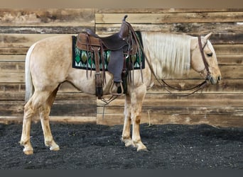 Caballo cuarto de milla, Caballo castrado, 12 años, 145 cm, Palomino
