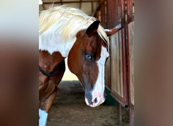 Caballo cuarto de milla, Caballo castrado, 12 años, 145 cm, Tobiano-todas las-capas