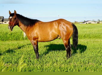 Caballo cuarto de milla, Caballo castrado, 12 años, 147 cm, Bayo