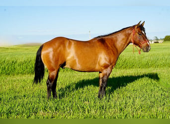 Caballo cuarto de milla, Caballo castrado, 12 años, 147 cm, Bayo