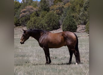 Caballo cuarto de milla, Caballo castrado, 12 años, 147 cm, Castaño rojizo
