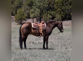 Caballo cuarto de milla, Caballo castrado, 12 años, 147 cm, Castaño rojizo