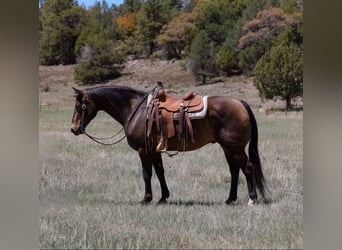 Caballo cuarto de milla, Caballo castrado, 12 años, 147 cm, Castaño rojizo
