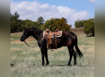 Caballo cuarto de milla, Caballo castrado, 12 años, 147 cm, Negro