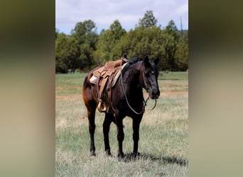 Caballo cuarto de milla, Caballo castrado, 12 años, 147 cm, Negro