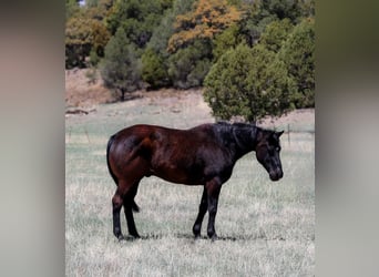 Caballo cuarto de milla, Caballo castrado, 12 años, 147 cm, Negro