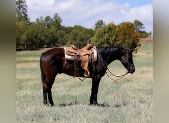Caballo cuarto de milla, Caballo castrado, 12 años, 147 cm, Negro