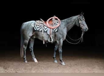 Caballo cuarto de milla, Caballo castrado, 12 años, 147 cm, Ruano azulado