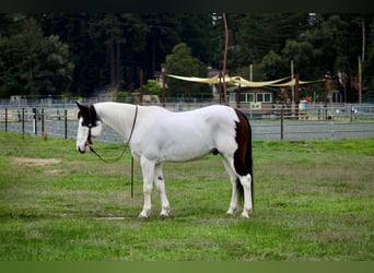Caballo cuarto de milla, Caballo castrado, 12 años, 147 cm, Tobiano-todas las-capas
