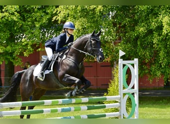 Caballo cuarto de milla, Caballo castrado, 12 años, 149 cm, Negro