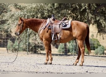 Caballo cuarto de milla, Caballo castrado, 12 años, 150 cm, Alazán rojizo