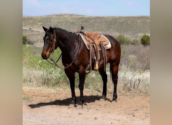 Caballo cuarto de milla, Caballo castrado, 12 años, 150 cm, Castaño rojizo