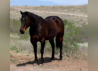 Caballo cuarto de milla, Caballo castrado, 12 años, 150 cm, Castaño rojizo