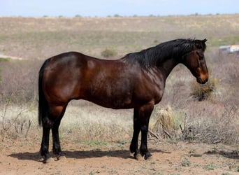 Caballo cuarto de milla, Caballo castrado, 12 años, 150 cm, Castaño rojizo