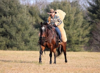Caballo cuarto de milla, Caballo castrado, 12 años, 150 cm, Castaño-ruano