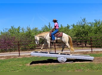 Caballo cuarto de milla, Caballo castrado, 12 años, 150 cm, Champán