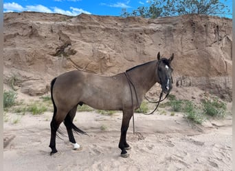 Caballo cuarto de milla, Caballo castrado, 12 años, 150 cm, Grullo