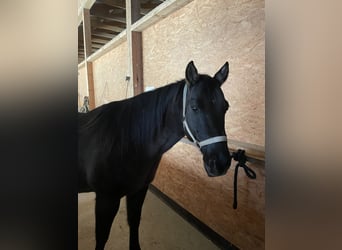 Caballo cuarto de milla, Caballo castrado, 12 años, 150 cm, Grullo