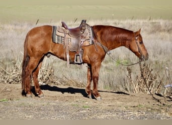 Caballo cuarto de milla, Caballo castrado, 12 años, 150 cm, Red Dun/Cervuno