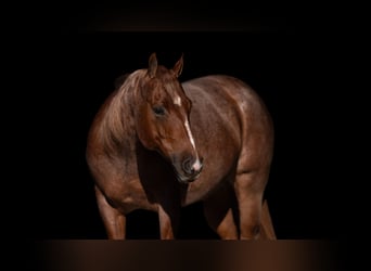 Caballo cuarto de milla, Caballo castrado, 12 años, 150 cm, Ruano alazán