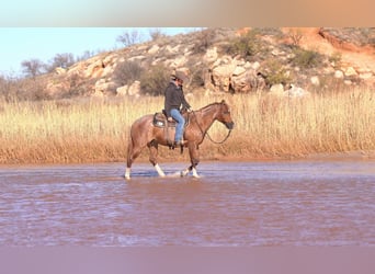 Caballo cuarto de milla, Caballo castrado, 12 años, 150 cm, Ruano alazán