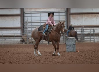 Caballo cuarto de milla, Caballo castrado, 12 años, 150 cm, Ruano alazán