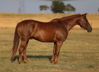 Caballo cuarto de milla, Caballo castrado, 12 años, 152 cm, Alazán rojizo