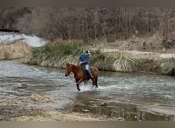 Caballo cuarto de milla, Caballo castrado, 12 años, 152 cm, Alazán rojizo