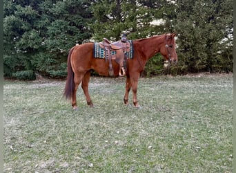 Caballo cuarto de milla, Caballo castrado, 12 años, 152 cm, Alazán rojizo
