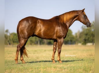 Caballo cuarto de milla, Caballo castrado, 12 años, 152 cm, Alazán-tostado