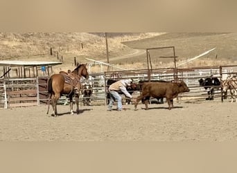 Caballo cuarto de milla, Caballo castrado, 12 años, 152 cm, Bayo