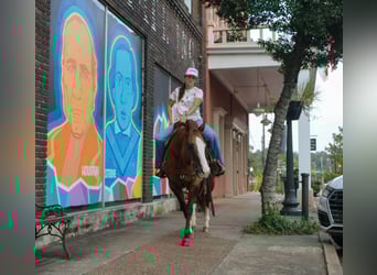 Caballo cuarto de milla, Caballo castrado, 12 años, 152 cm, Bayo